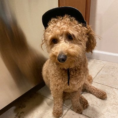 BelkaKoo's profile picture. 