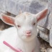 やぎさんのプロフィール画像