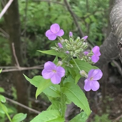 ftonwrimos's profile picture. for writers in & around Fredericton; returning to original intention of NaNo: meeting up & encouraging each other to write