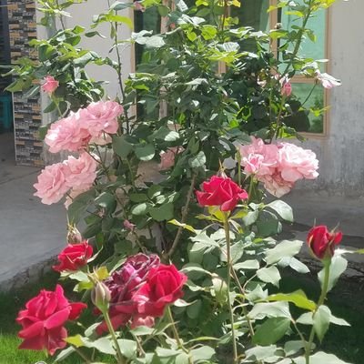 fazli51637's profile picture. 