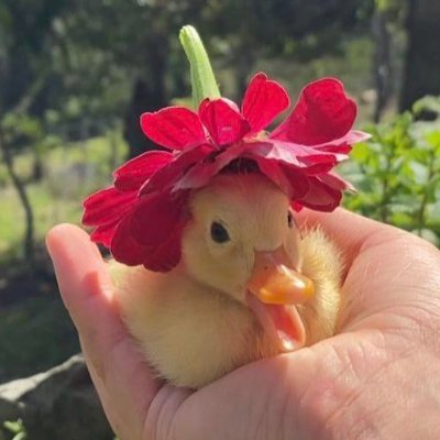 buymesomeramen's profile picture. most of my friends just call me winn