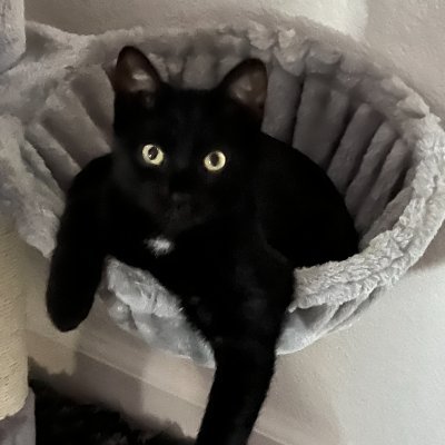 14m4c4t's profile picture. PUREBLOOD RN🩸, PATRIOT 🇺🇸