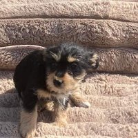 Heidi (@yorkie_heidi) 's Twitter Profile