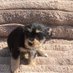 Heidi (@yorkie_heidi) Twitter profile photo Heidi (@yorkie_heidi) Twitter profile photo