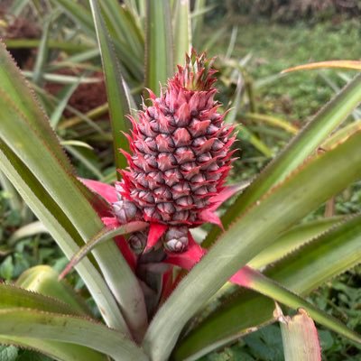 peter_odipo's profile picture. 