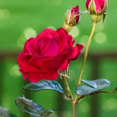 sn_n22's profile picture. 