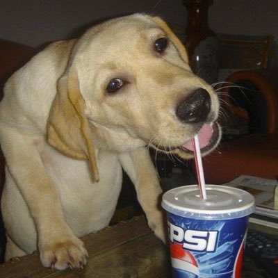 niche internet microcelebrity and science fiction enthusiast | cringe dog boy | 19 | it/he