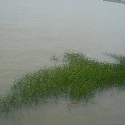 fl00rsitting's profile picture. 