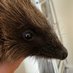 Wildlifecrazy-NI (@nipinemartens) Twitter profile photo Wildlifecrazy-NI (@nipinemartens) Twitter profile photo