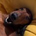 YorkshireDeeBee (Donna) (@yorkshiredeebee) Twitter profile photo YorkshireDeeBee (Donna) (@yorkshiredeebee) Twitter profile photo