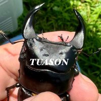 きまぐれのっぽ (@kimagure0018) 's Twitter Profile