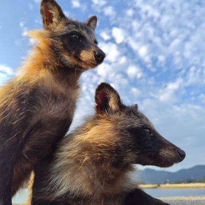 chaunen_roofas's profile picture. 