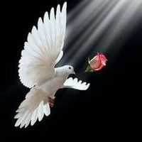 Dove/እርግብ (@likesugur31621) 's Twitter Profile Photo