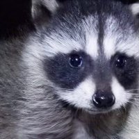amo gabi (@oruiiiii) 's Twitter Profile Photo amo gabi (@oruiiiii) 's Twitter Profile Photo