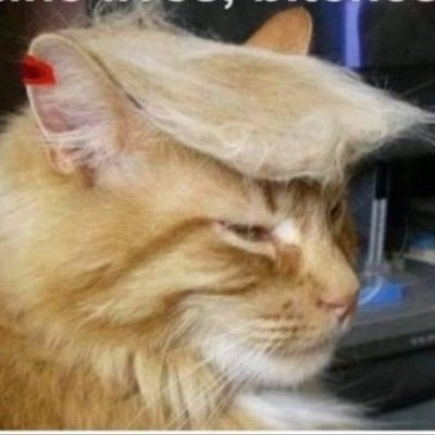 Purebloodedmama's profile picture. 