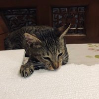 quroo🐈⬛ (@qurounair) 's Twitter Profile
