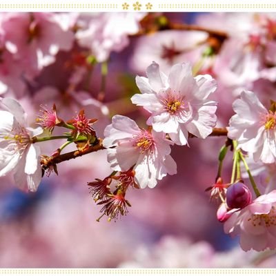 ただ生きるだけでは十分ではありません... 太陽の光、自由、そして小さな花が必要です。「花は隣の花と競争しようとは考えません。ただ咲くだけです。」