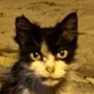 kcsupertato's profile picture. 