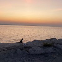 Shomok; (@shomokcs) 's Twitter Profile