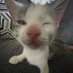 miaou 😸 (@miaou_miiaou) Twitter profile photo miaou 😸 (@miaou_miiaou) Twitter profile photo