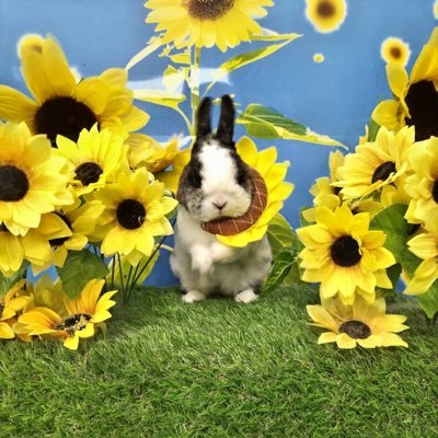 ゲーム投稿アカから筋トレアカへ💪166cm54kg🐰増量してるはずなのに減量していく不思議な体🥺ユルっと宅トレ→令和5年4月からジムデビュー💪高重量を扱える体よりも綺麗な体を作りたい東北民🐰 #筋トレ #筋トレ男子 #筋トレ女子 #筋トレ垢さんと繋がりたい