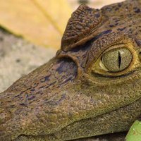 JacaréTingadoPará (@parahilton) 's Twitter Profile