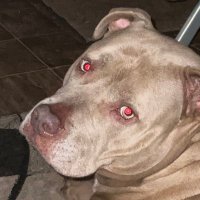 Peace (@jeannie4peace) 's Twitter Profile Photo Peace (@jeannie4peace) 's Twitter Profile Photo