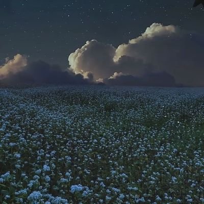 wildflower12_27's profile picture. Software Dev in IT-Sec | ✝️