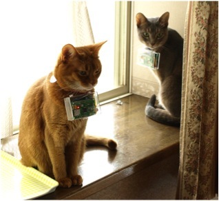 KFco's profile picture. Cat/Camera/Cat@Log/Human Cat Interaction(HCI)/Aeronautics&Astronautics/Space Application/Cat