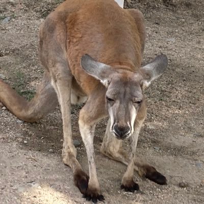 しょぼくれカンガルーさんのプロフィール画像
