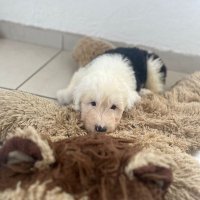 Angiee E. ᴶᴶᴷ¹ (@angieejade) 's Twitter Profile