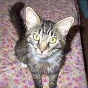 Allan Riley - @CatsinmyHeart - Twitter