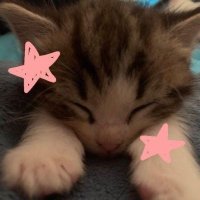 𝔸𝕝𝕖𝕩⭐️ (@angryangelalex) 's Twitter Profile Photo 𝔸𝕝𝕖𝕩⭐️ (@angryangelalex) 's Twitter Profile Photo