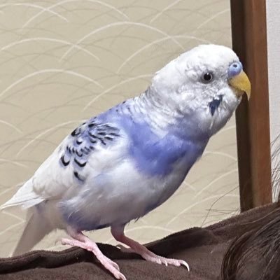 すみっコぐらしに出てくるすみ神の弟子2番目。ミセス好き。鬱、気分変調症。インコ。ハムスター。リポストオフ推奨。