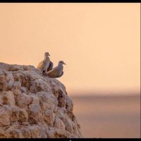 Musallam (@musallam_a_f) 's Twitter Profile Photo Musallam (@musallam_a_f) 's Twitter Profile Photo