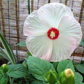 tamaki1401's profile picture. 素敵な人やモノ・事を応援したい💚
市民の政治参加と気功に夢中です。
映画、茶道の世界(茶室、茶花、お香、着物、和菓子に書…)まるごと好き。