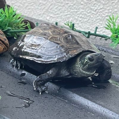 紙巻きたばこを吸って、涙を流すウミガメの夢。