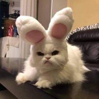 키라 (@kiraaa00_) 's Twitter Profile