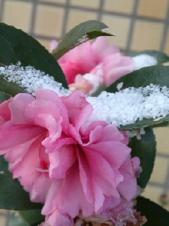 sae_color's profile picture. 濃い揚げ物がキツく感じるなどするとうの昔に成人済。OP読み返し中。🐊さん最推し。夢読んでテンション上がってゴロゴロしてる。