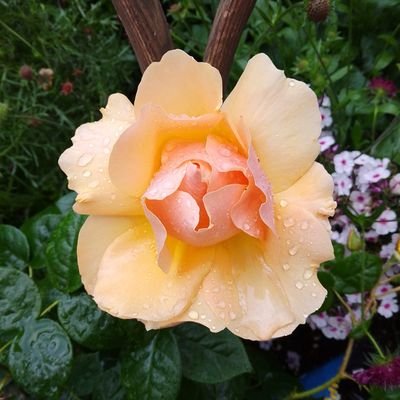 pete83178684405's profile picture. Love my dogs, garden and Aston villa