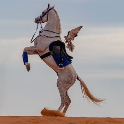 p0k_9's profile picture. الحمدالله دائما وابدا