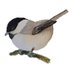 North Cornwall Bird Ringing Group (@ncbirdringing) Twitter profile photo North Cornwall Bird Ringing Group (@ncbirdringing) Twitter profile photo