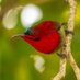 Bird Girl (@nepalibirdgirl) Twitter profile photo Bird Girl (@nepalibirdgirl) Twitter profile photo