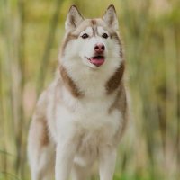 Louis (@louisfx_cn) 's Twitter Profile Photo Louis (@louisfx_cn) 's Twitter Profile Photo
