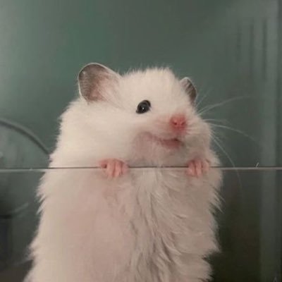 シギちゃんさんのプロフィール画像