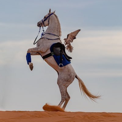 AboMoneb369's profile picture. مسلم سني على منهج السلف الصالح🇸🇦🇱🇾