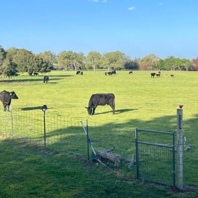 CattleTwisted's profile picture. 