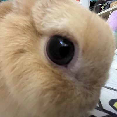 i post photos of my rabbit. this is the only social media I have