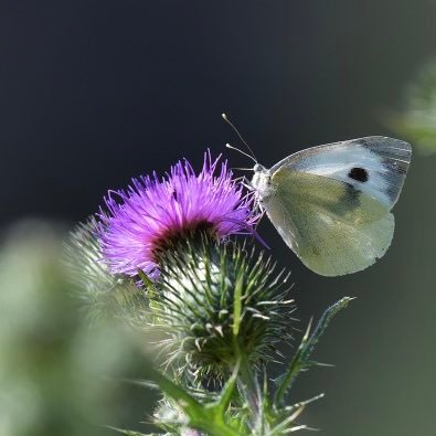 digitanum3's profile picture. curiosité, nature #opendata, #numérique, #transformationumérique #agile #cobol #RGPD #AI