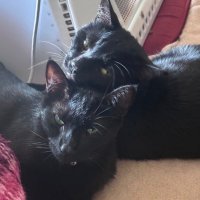 Boots and Binx: bonded bros (@bootsbinx) 's Twitter Profile Photo Boots and Binx: bonded bros (@bootsbinx) 's Twitter Profile Photo